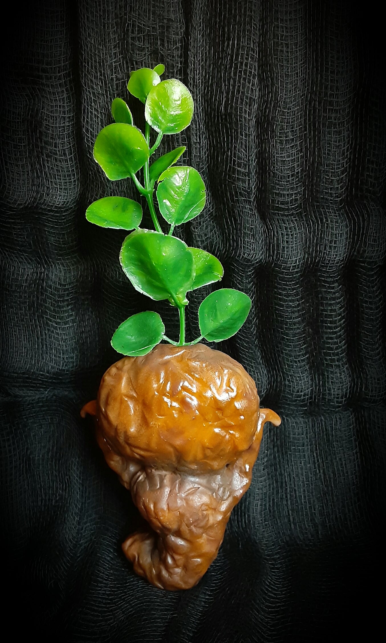 BABY MANDRAKE "CLAY"