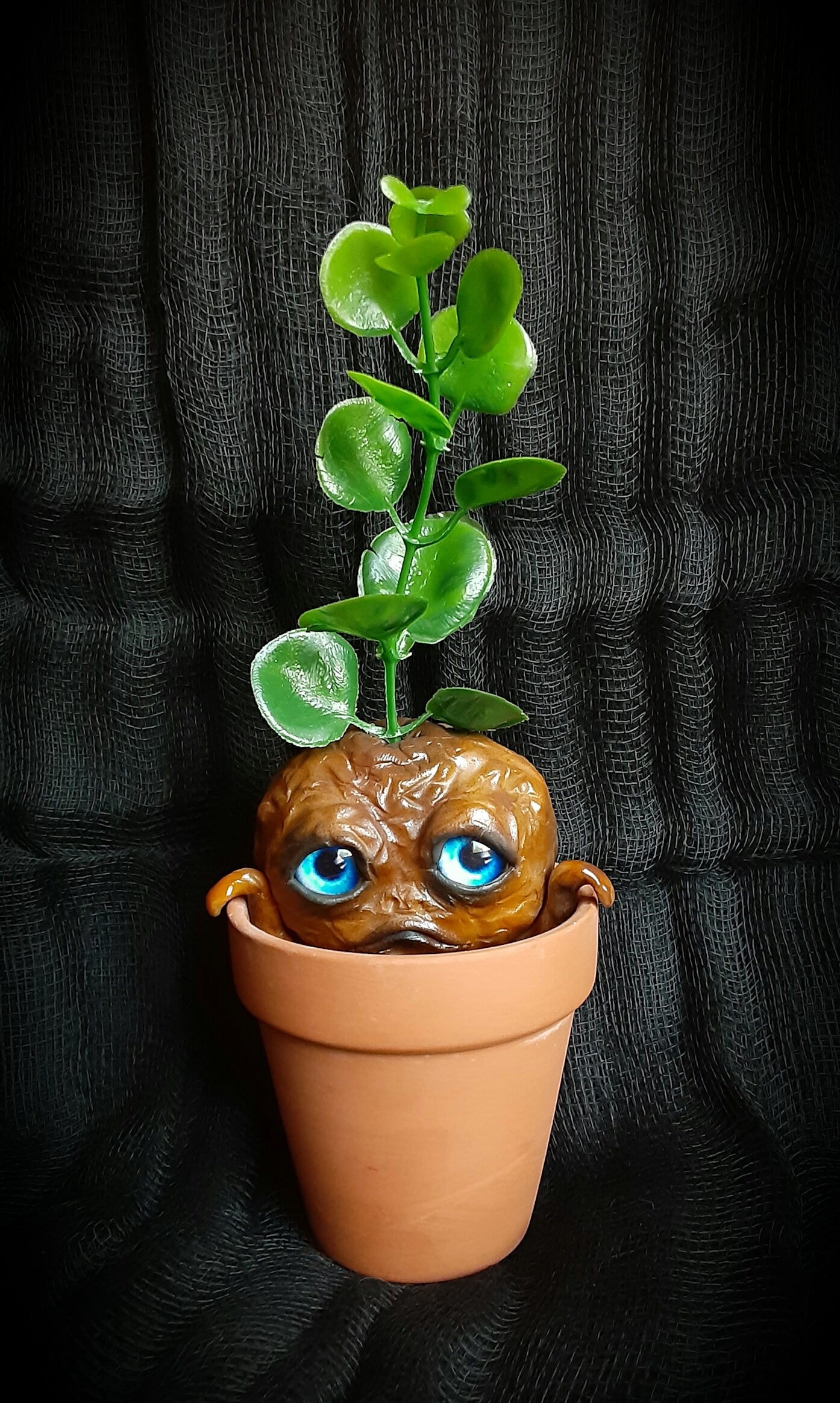 BABY MANDRAKE "CLAY"