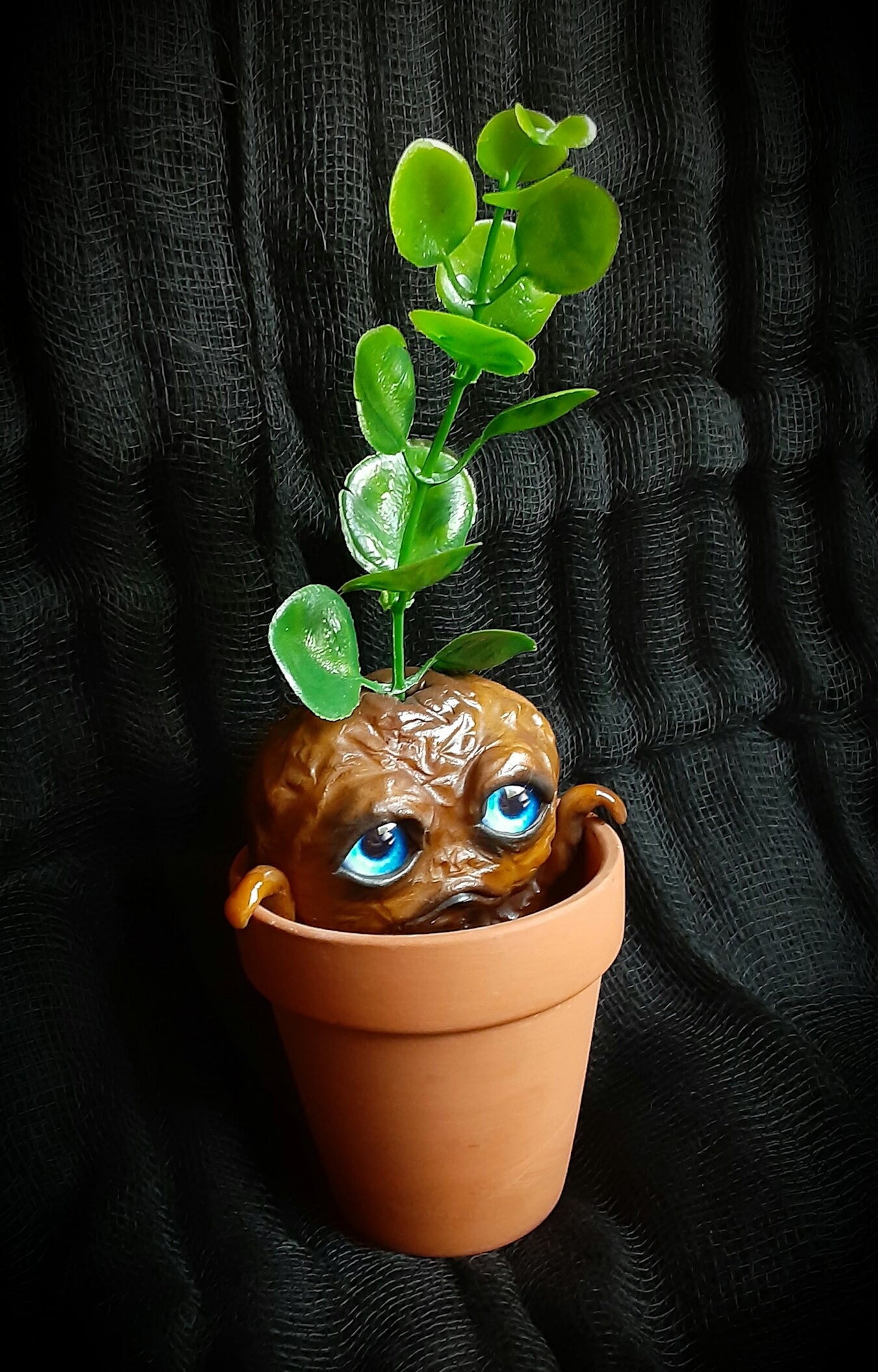 BABY MANDRAKE "CLAY"