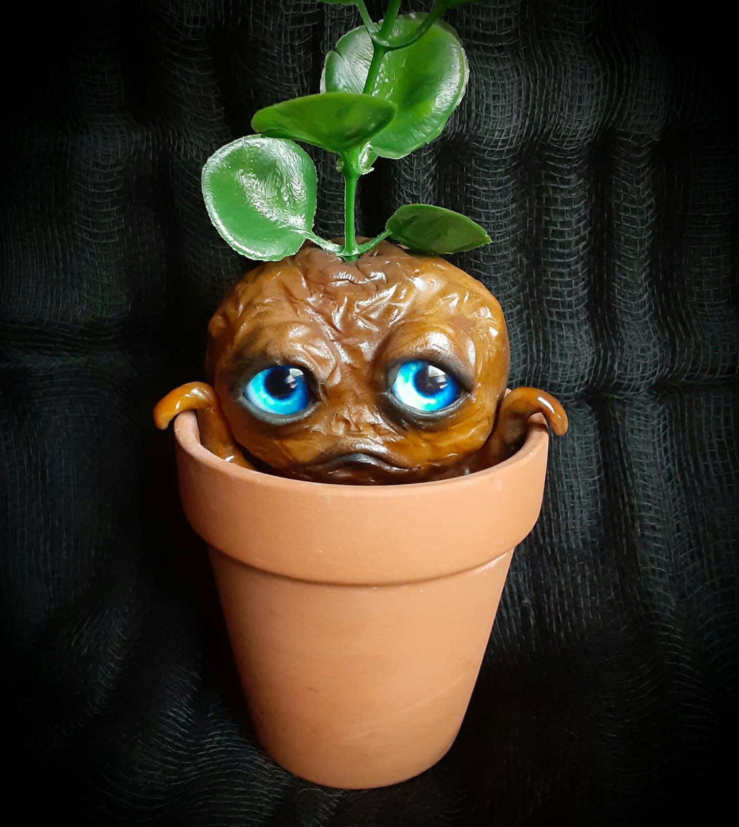 BABY MANDRAKE "CLAY"
