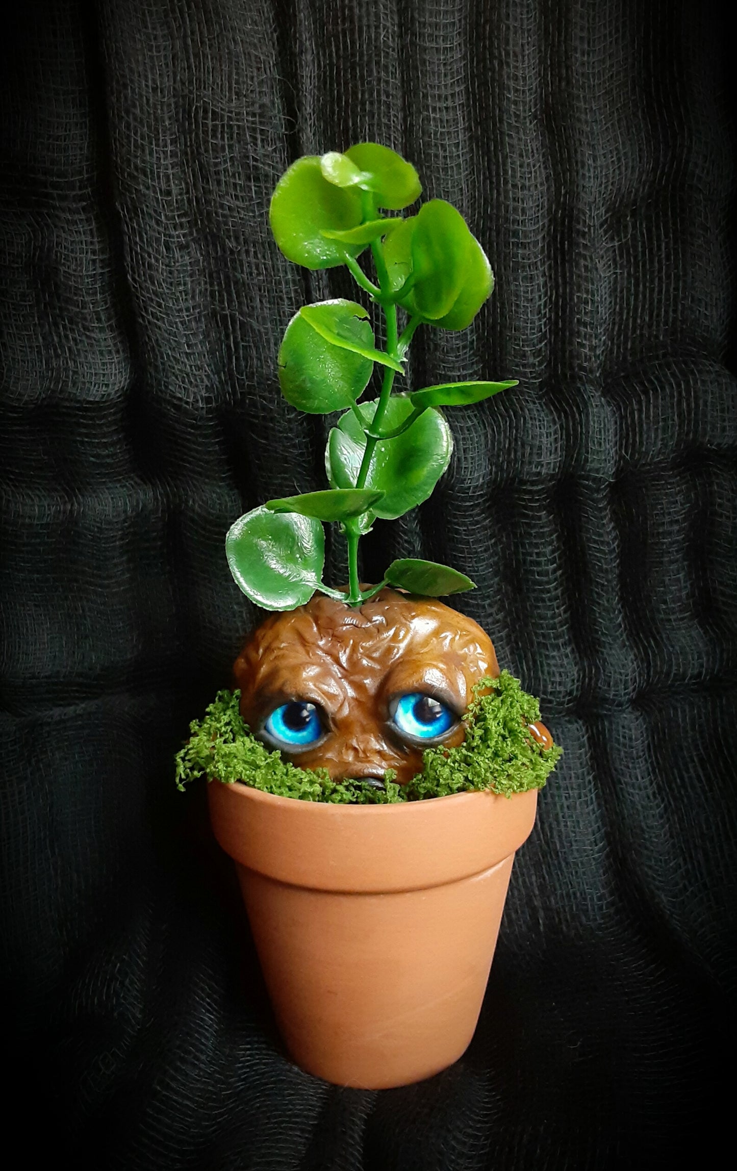 BABY MANDRAKE "CLAY"