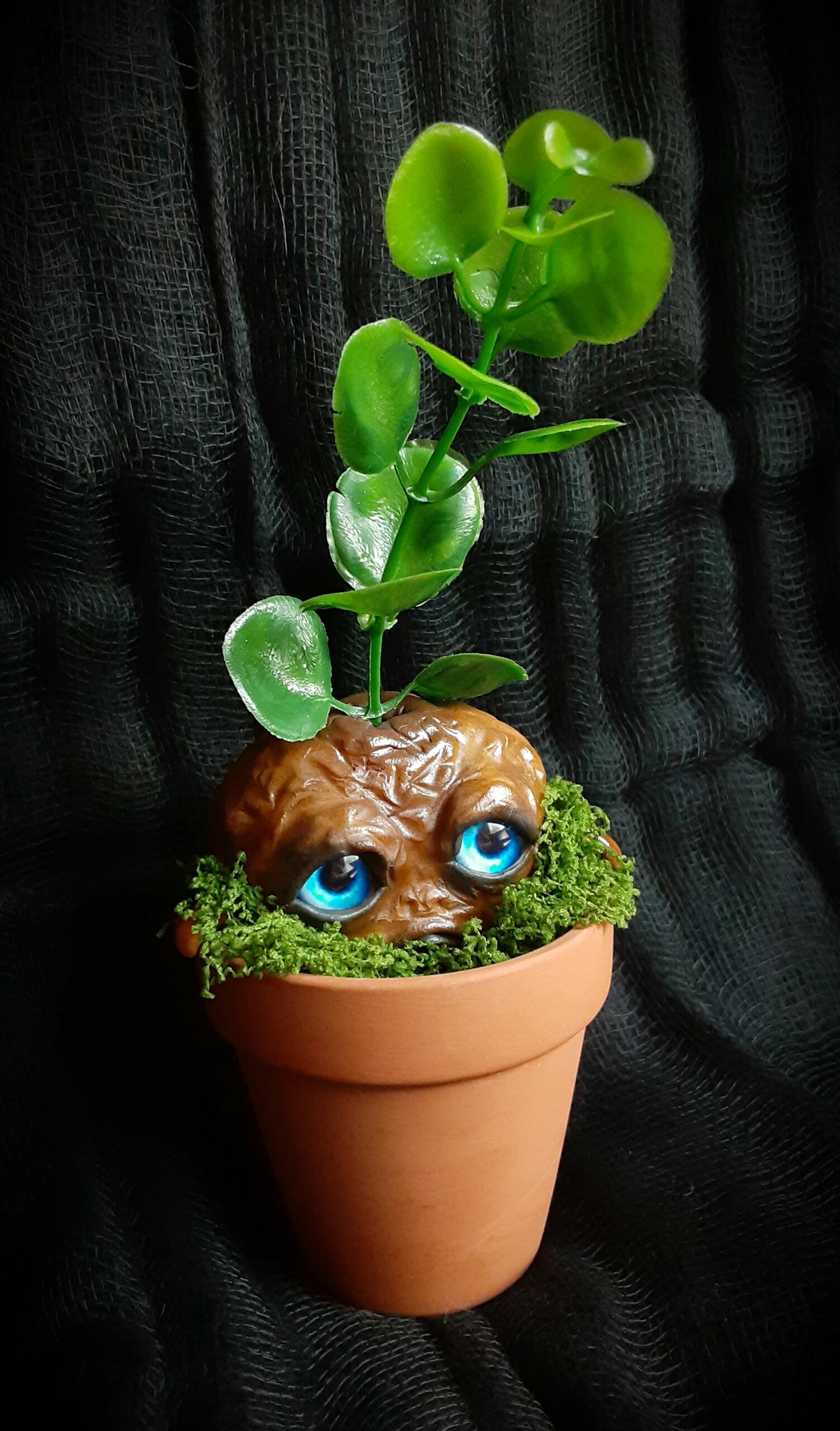 BABY MANDRAKE "CLAY"