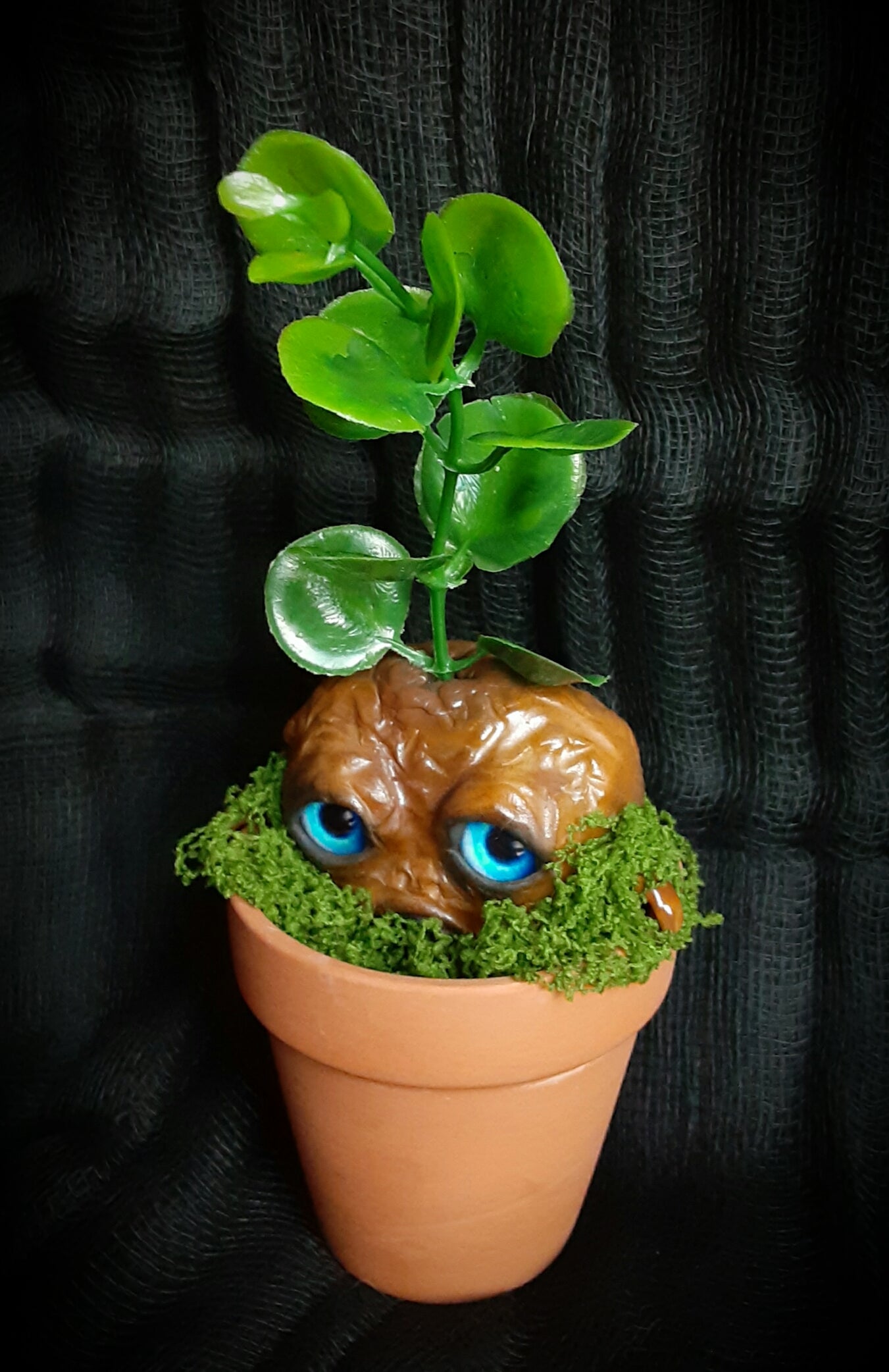 BABY MANDRAKE "CLAY"