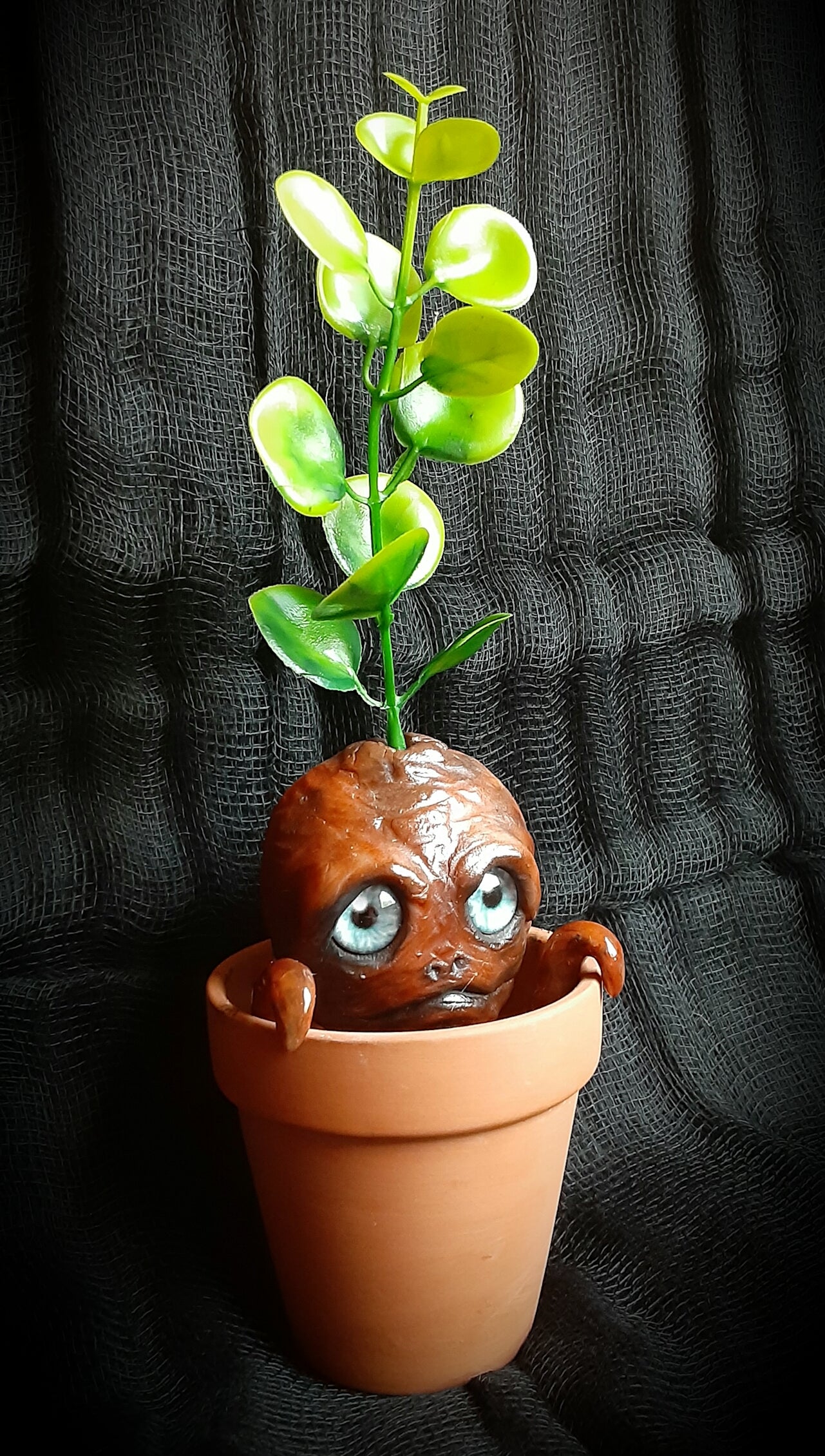 BABY MANDRAKE "TURF"