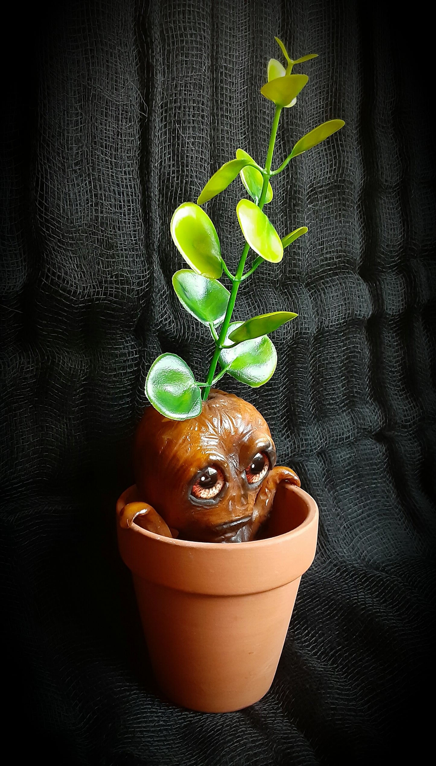 BABY MANDRAKE "SILT"