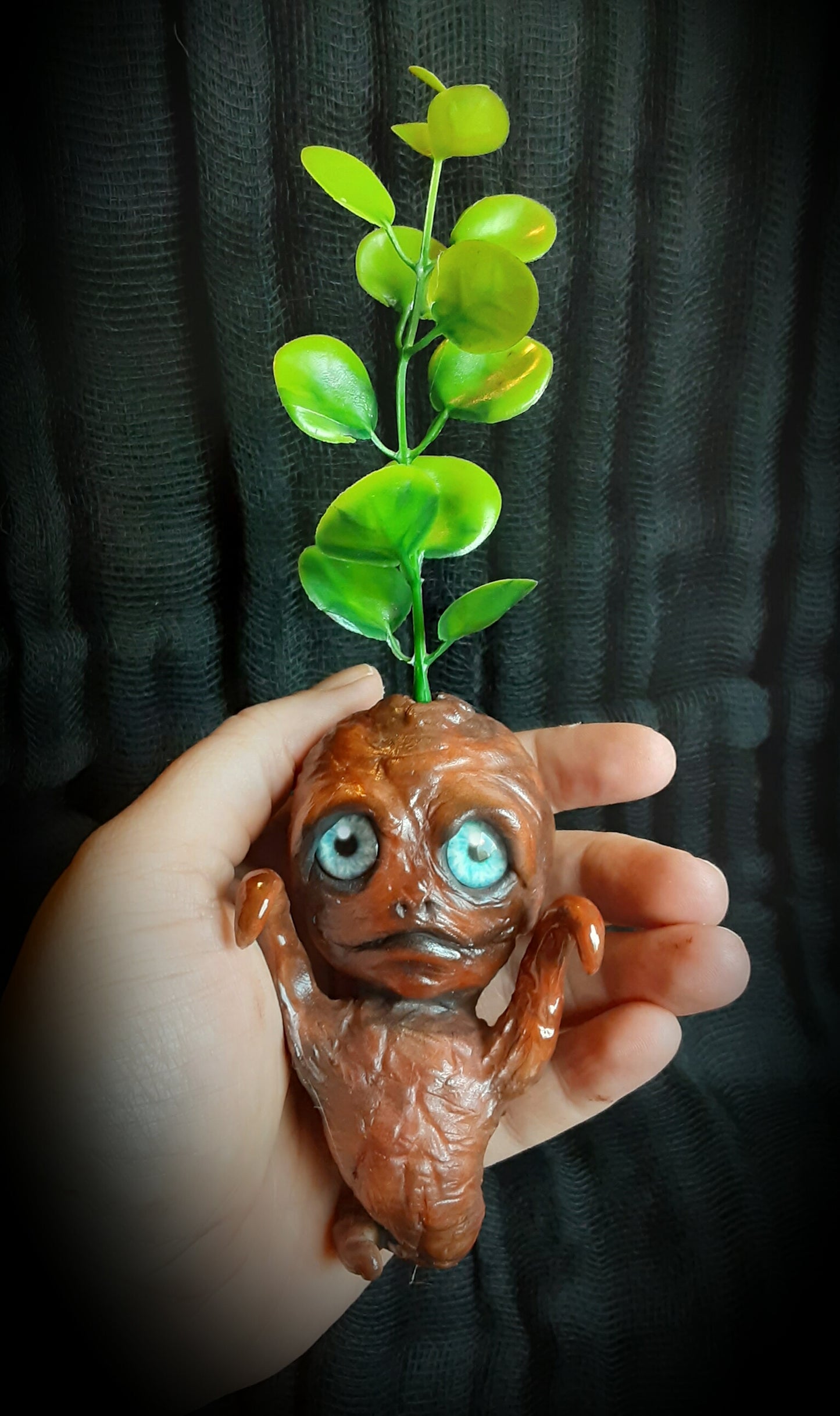 BABY MANDRAKE "TURF"