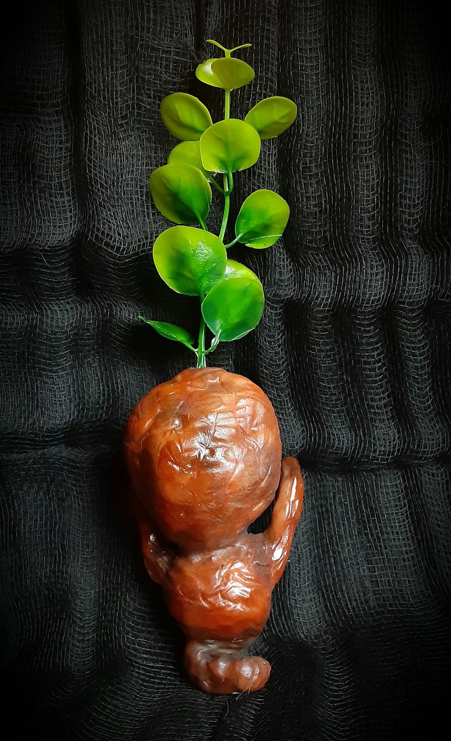 BABY MANDRAKE "TURF"