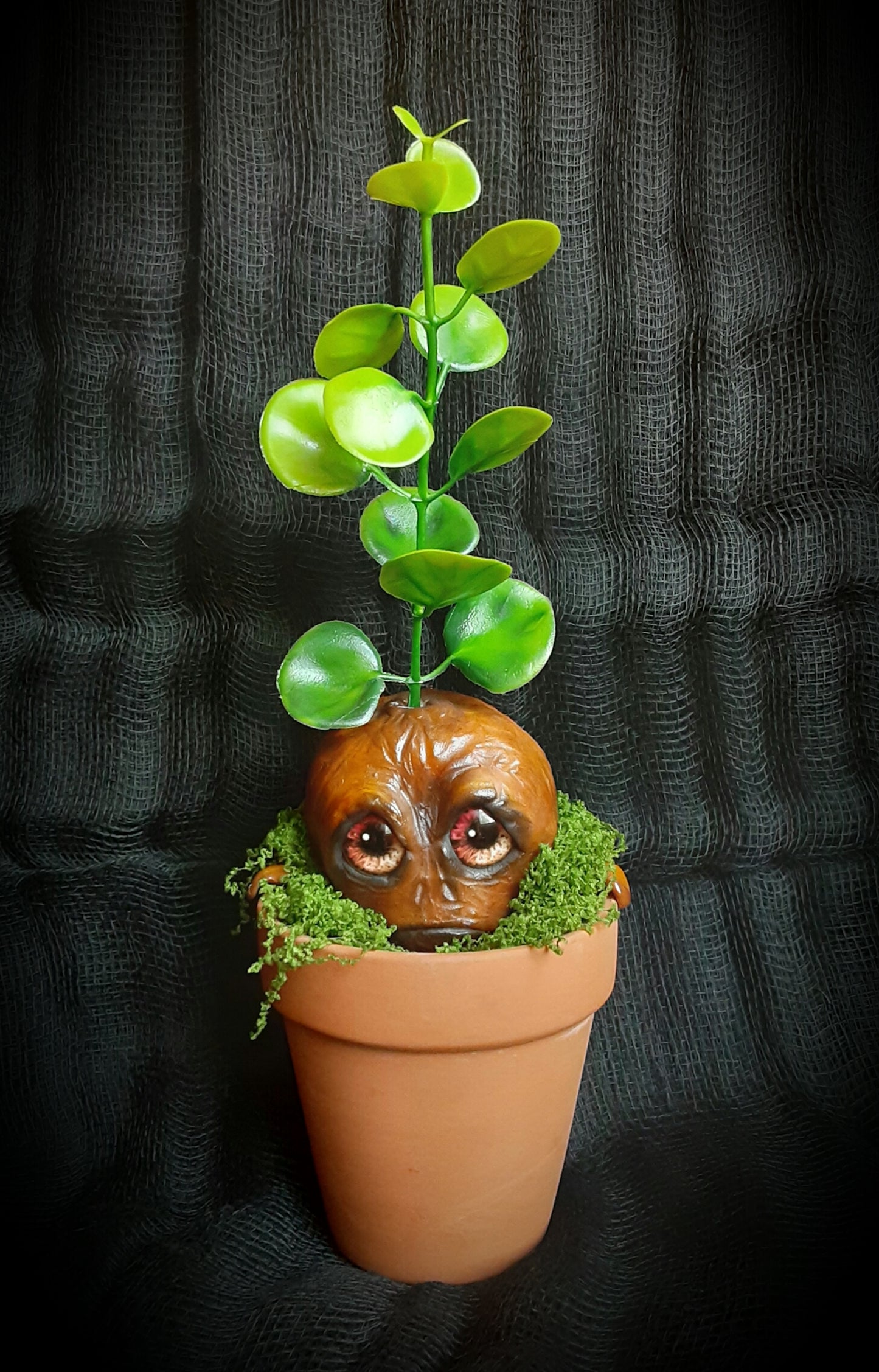 BABY MANDRAKE "SILT"