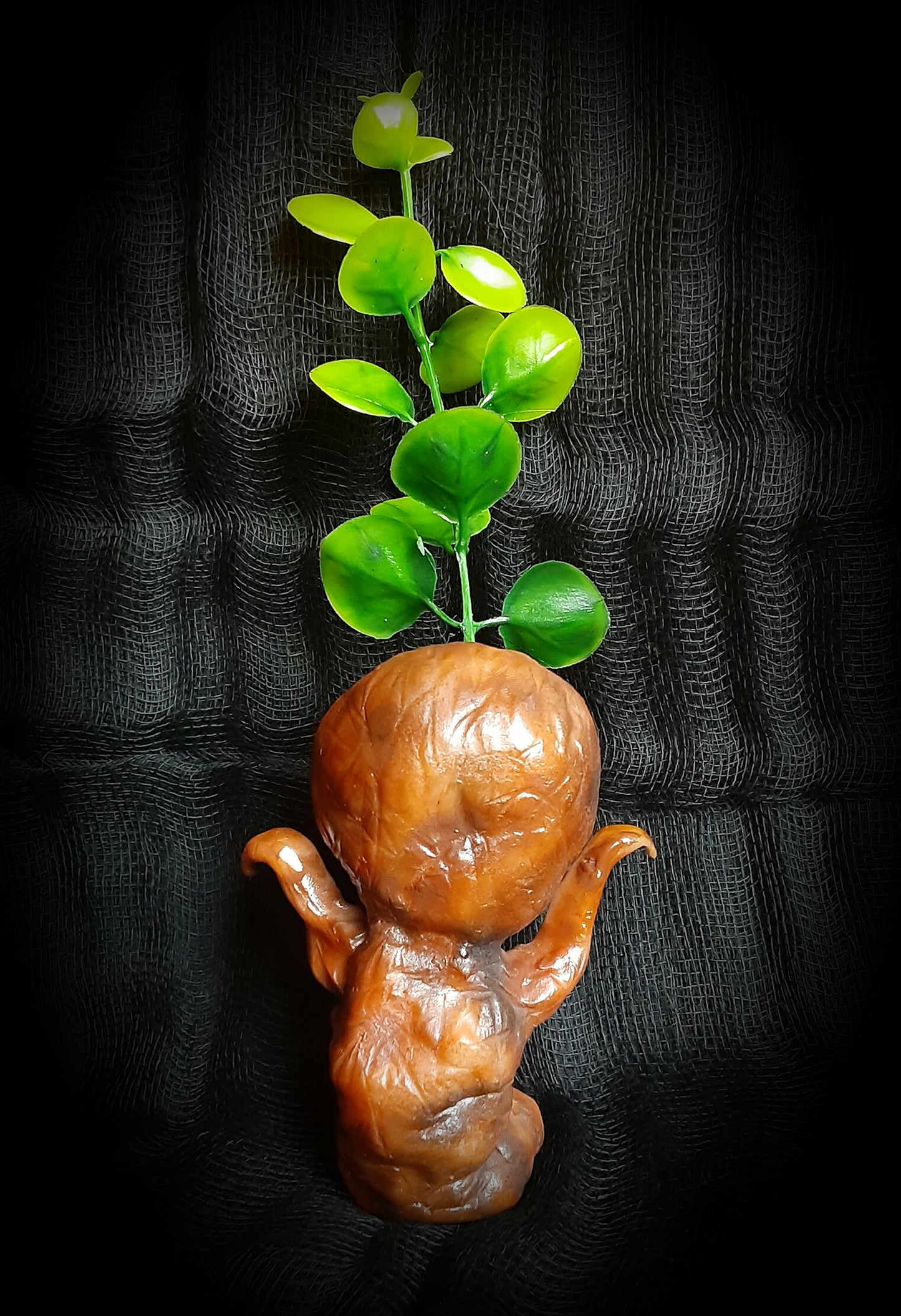 BABY MANDRAKE "SILT"