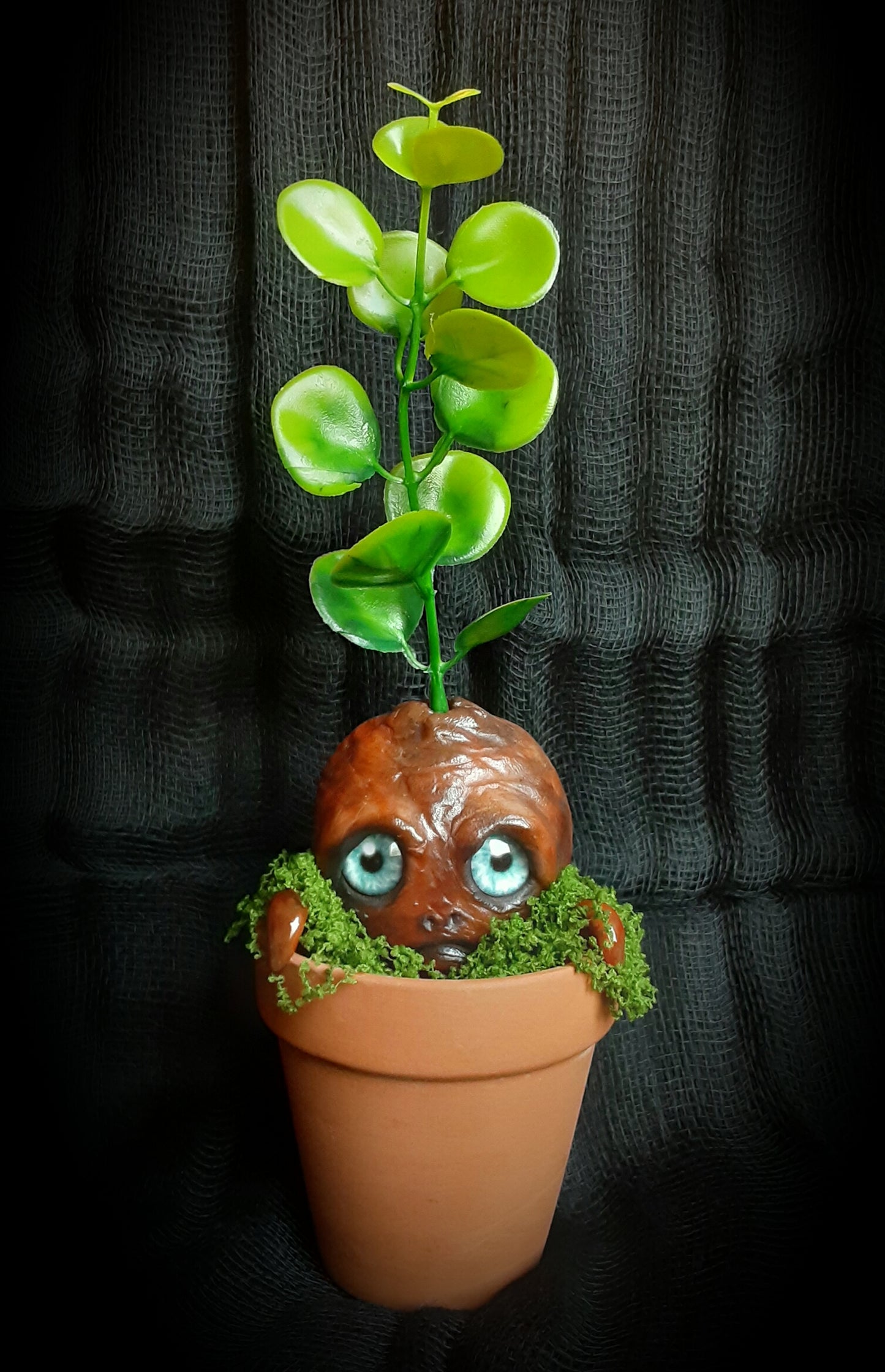 BABY MANDRAKE "TURF"