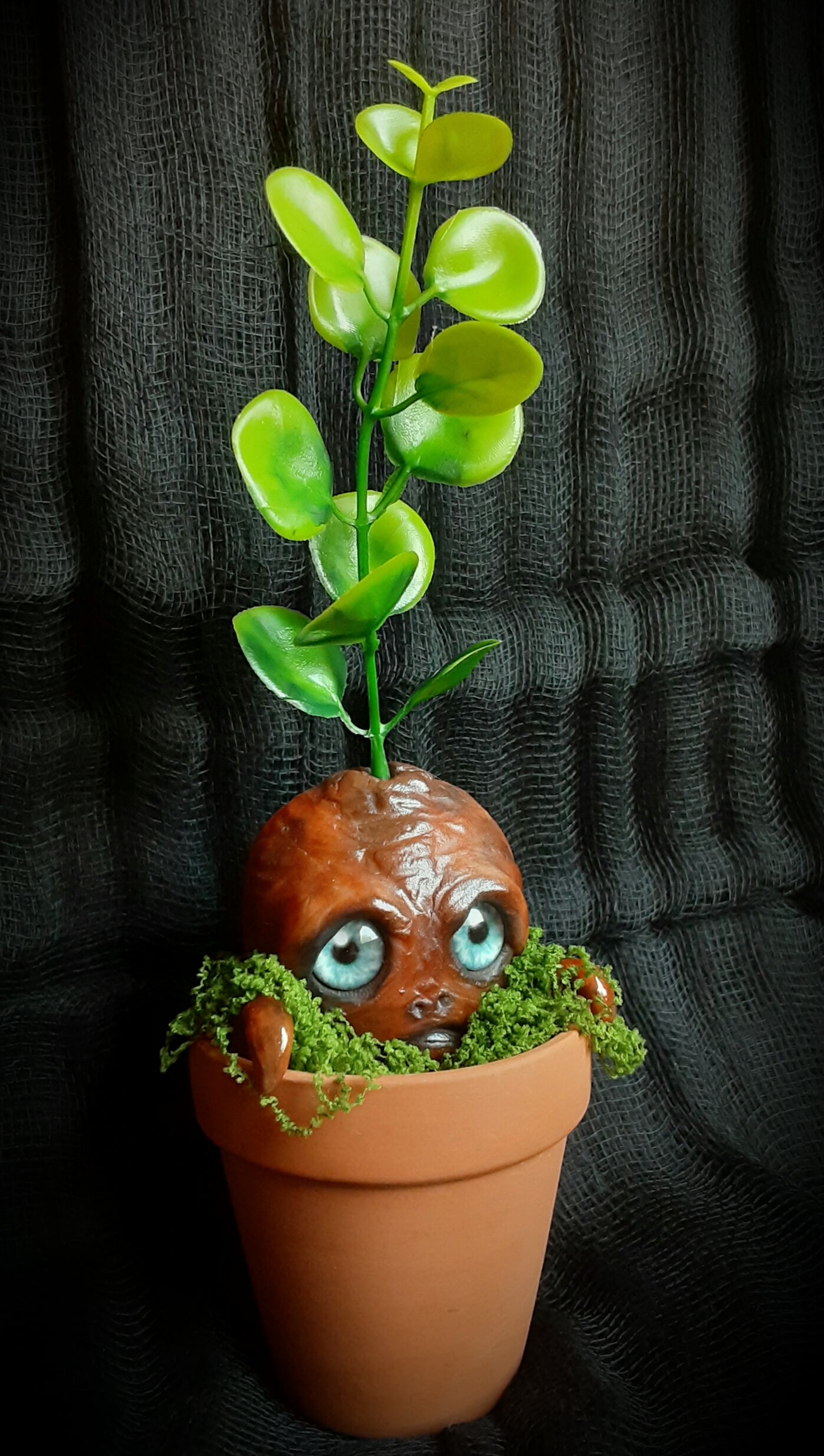 BABY MANDRAKE "TURF"