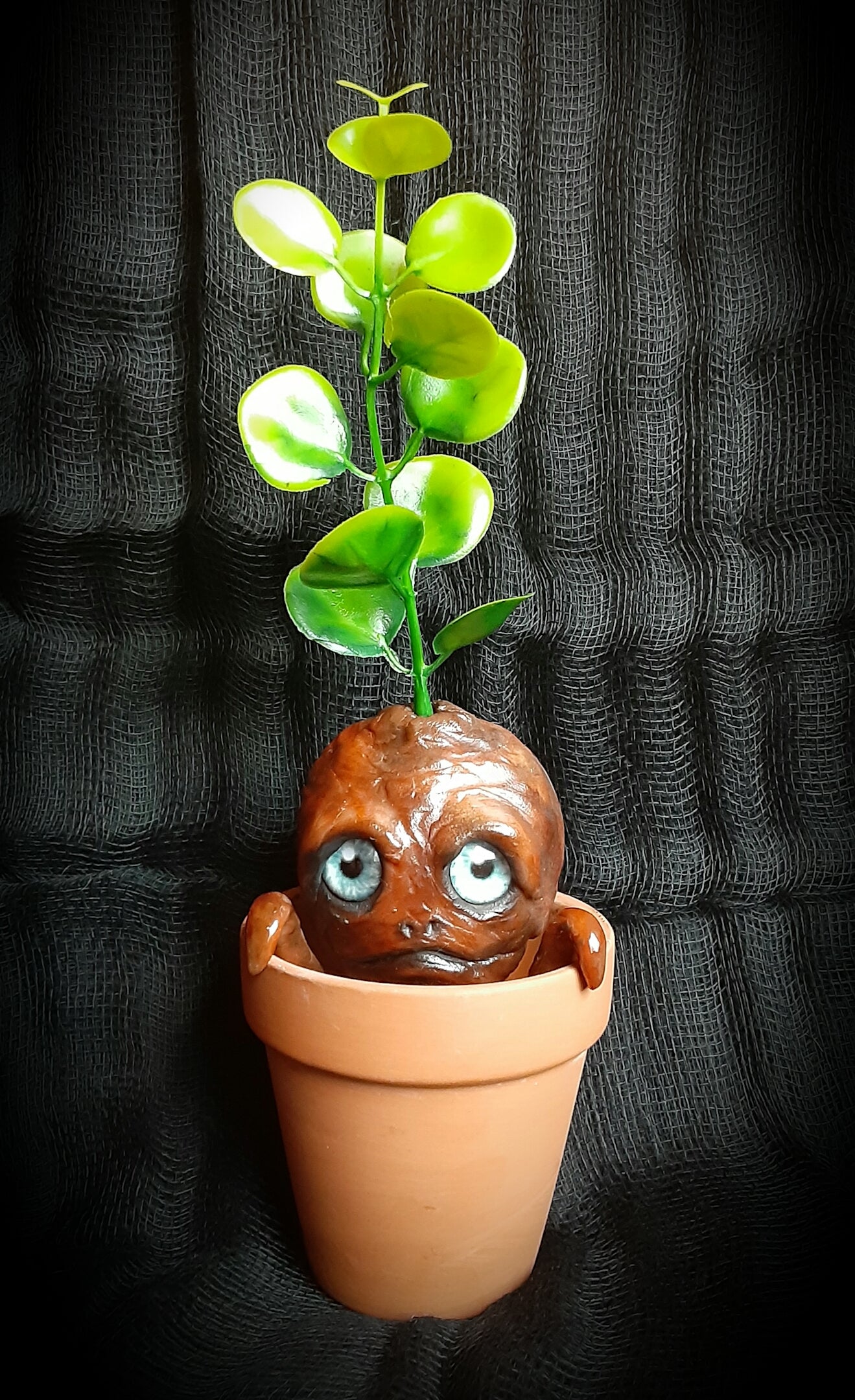 BABY MANDRAKE "TURF"