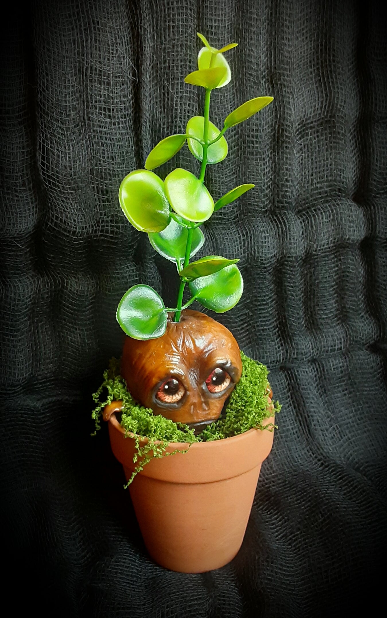 BABY MANDRAKE "SILT"
