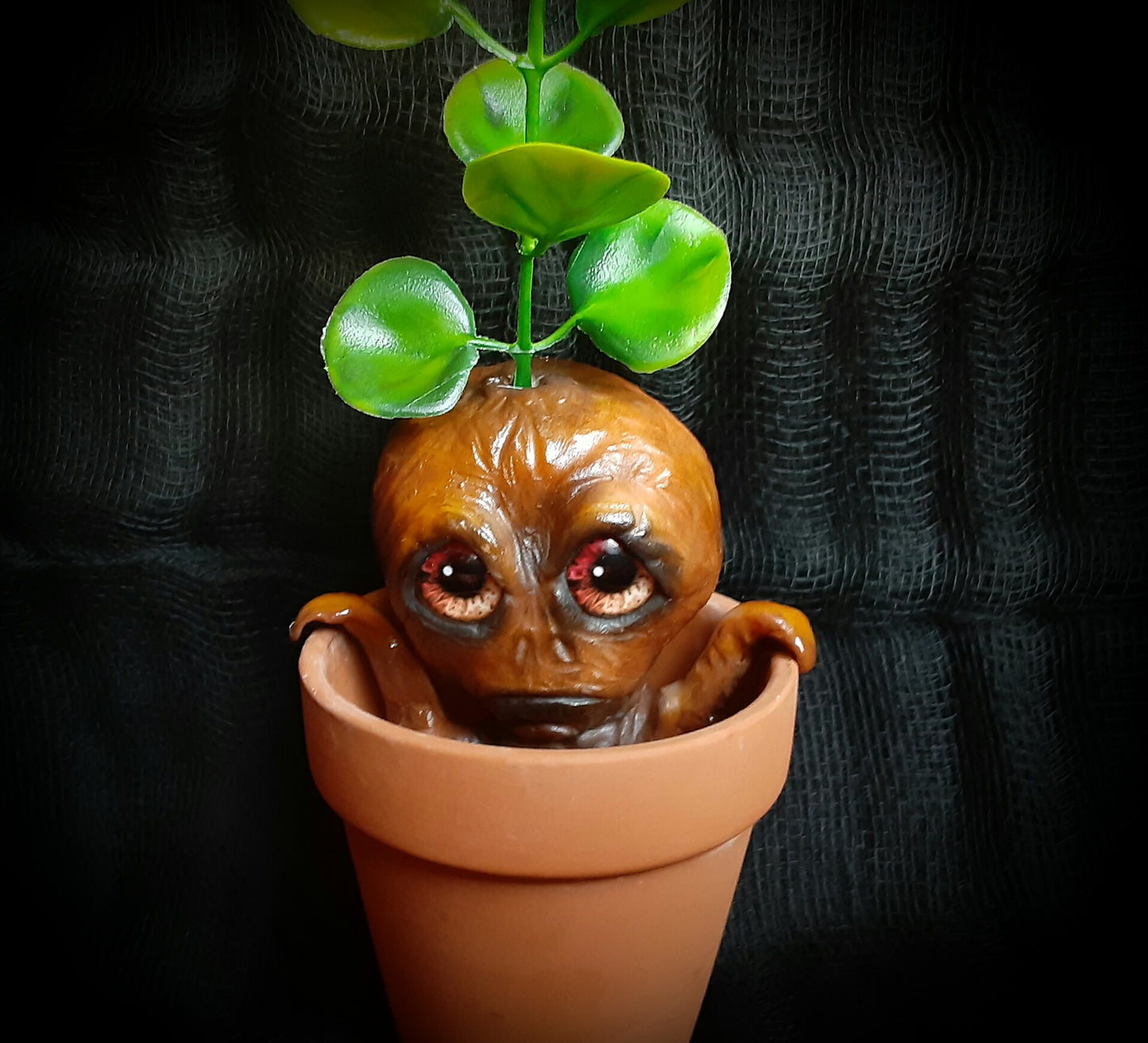 BABY MANDRAKE "SILT"