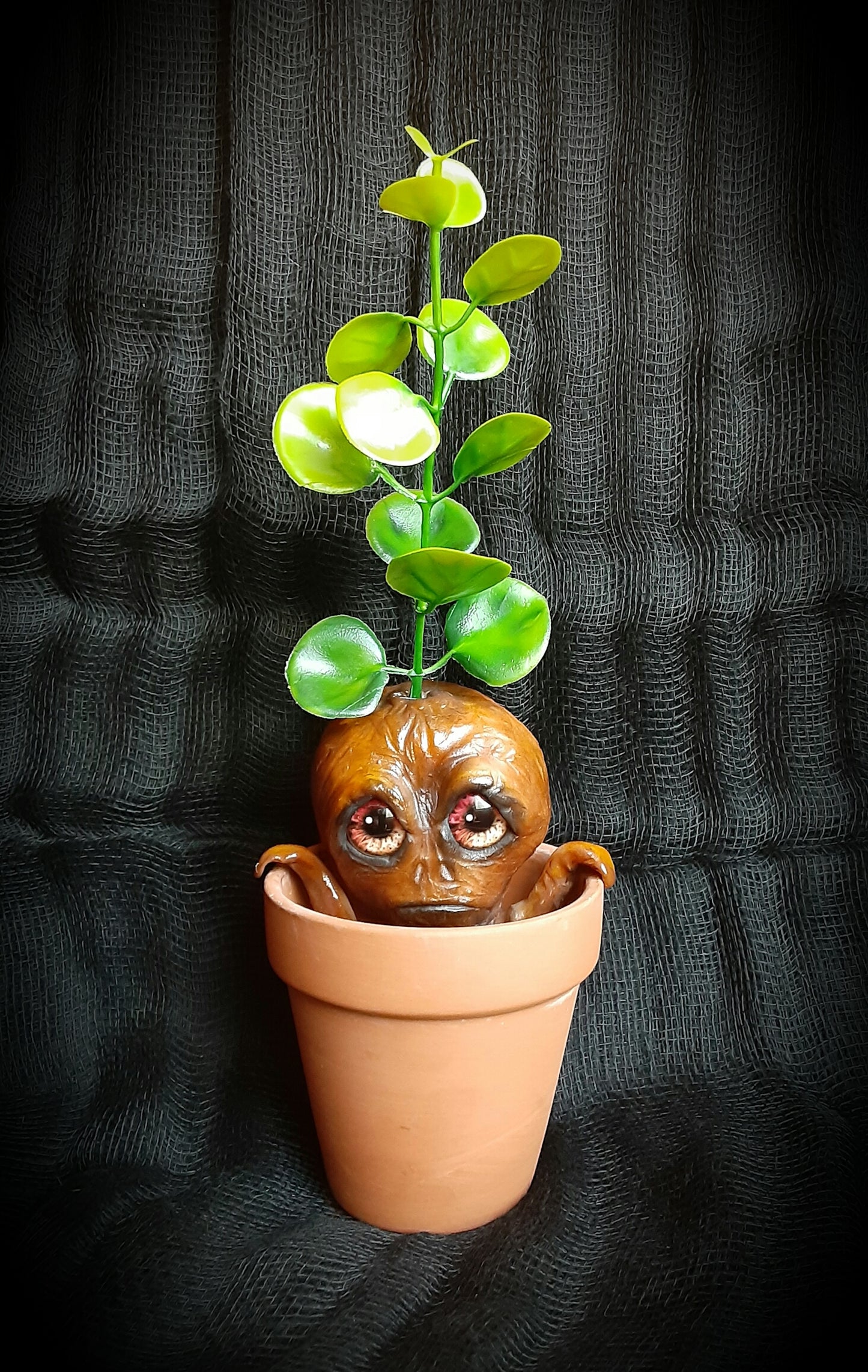 BABY MANDRAKE "SILT"