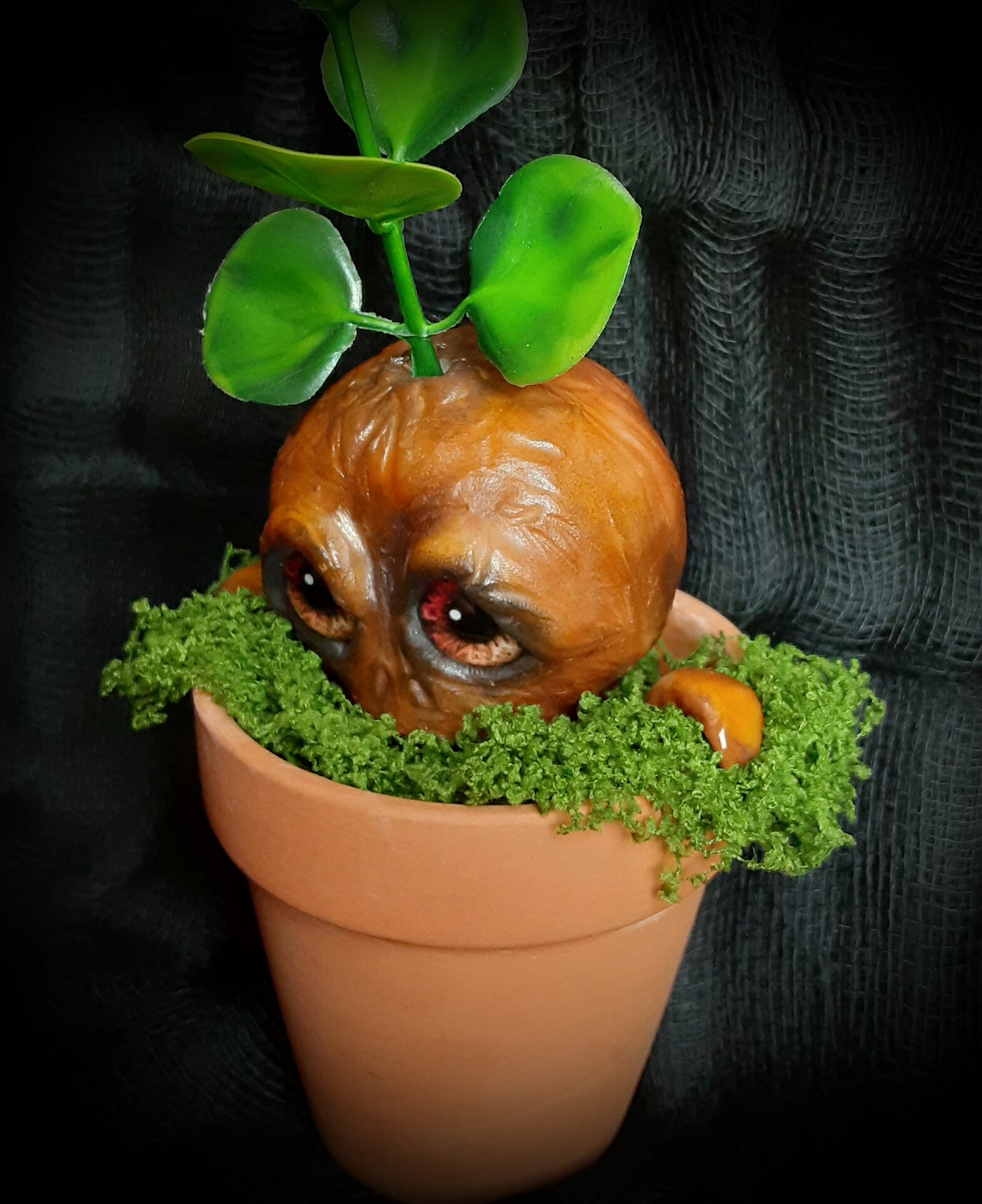 BABY MANDRAKE "SILT"