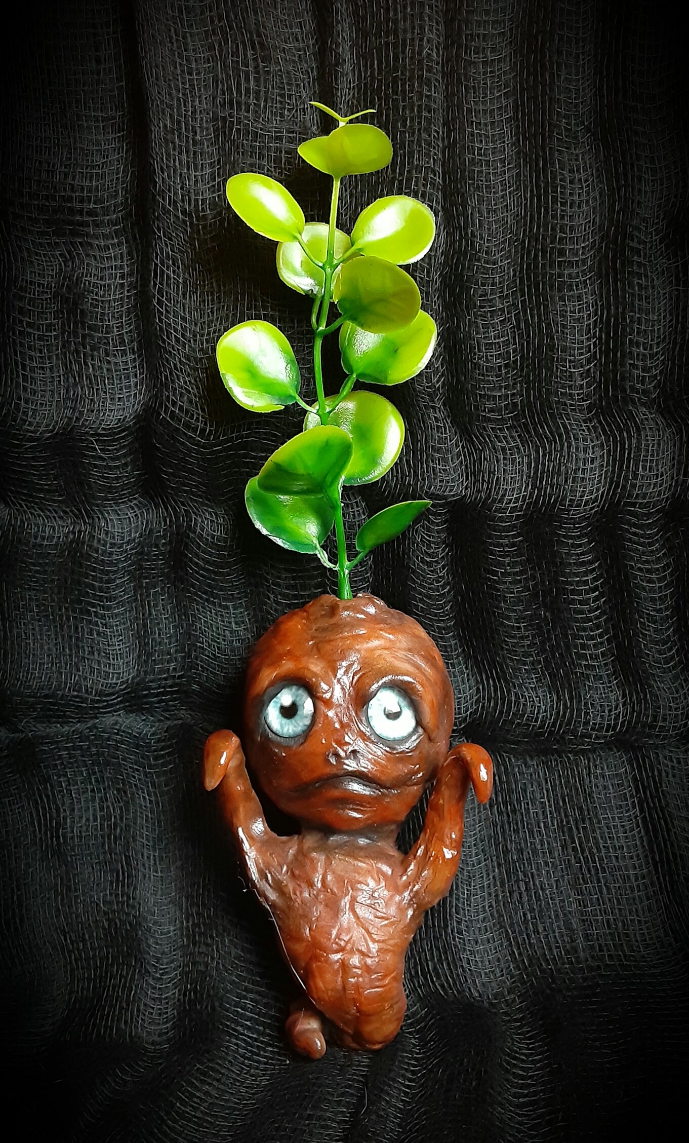 BABY MANDRAKE "TURF"