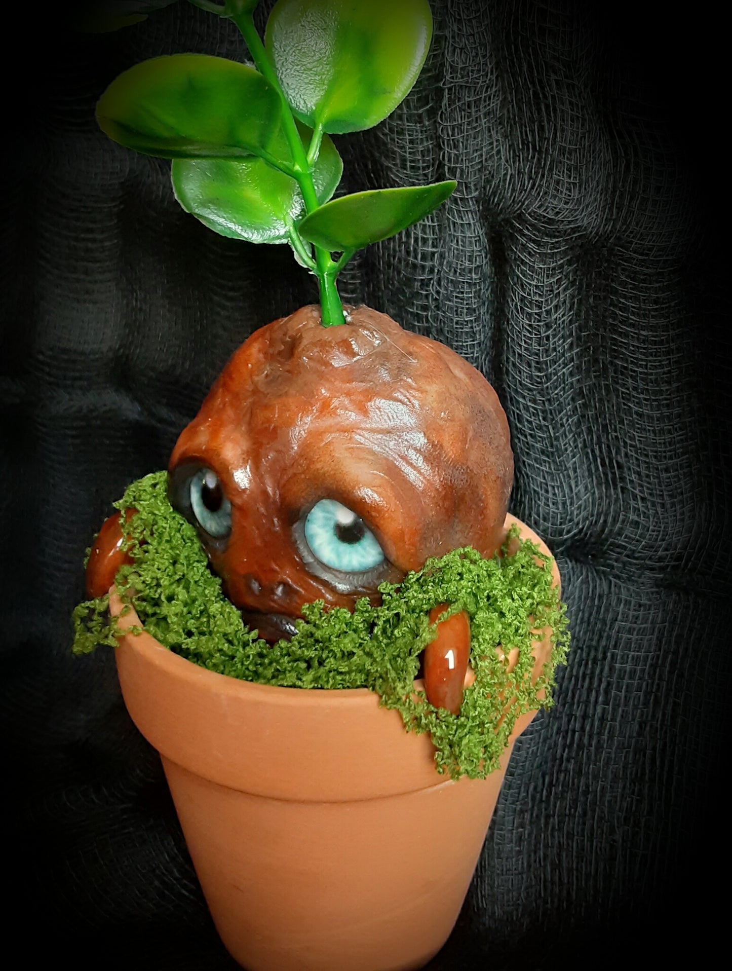 BABY MANDRAKE "TURF"