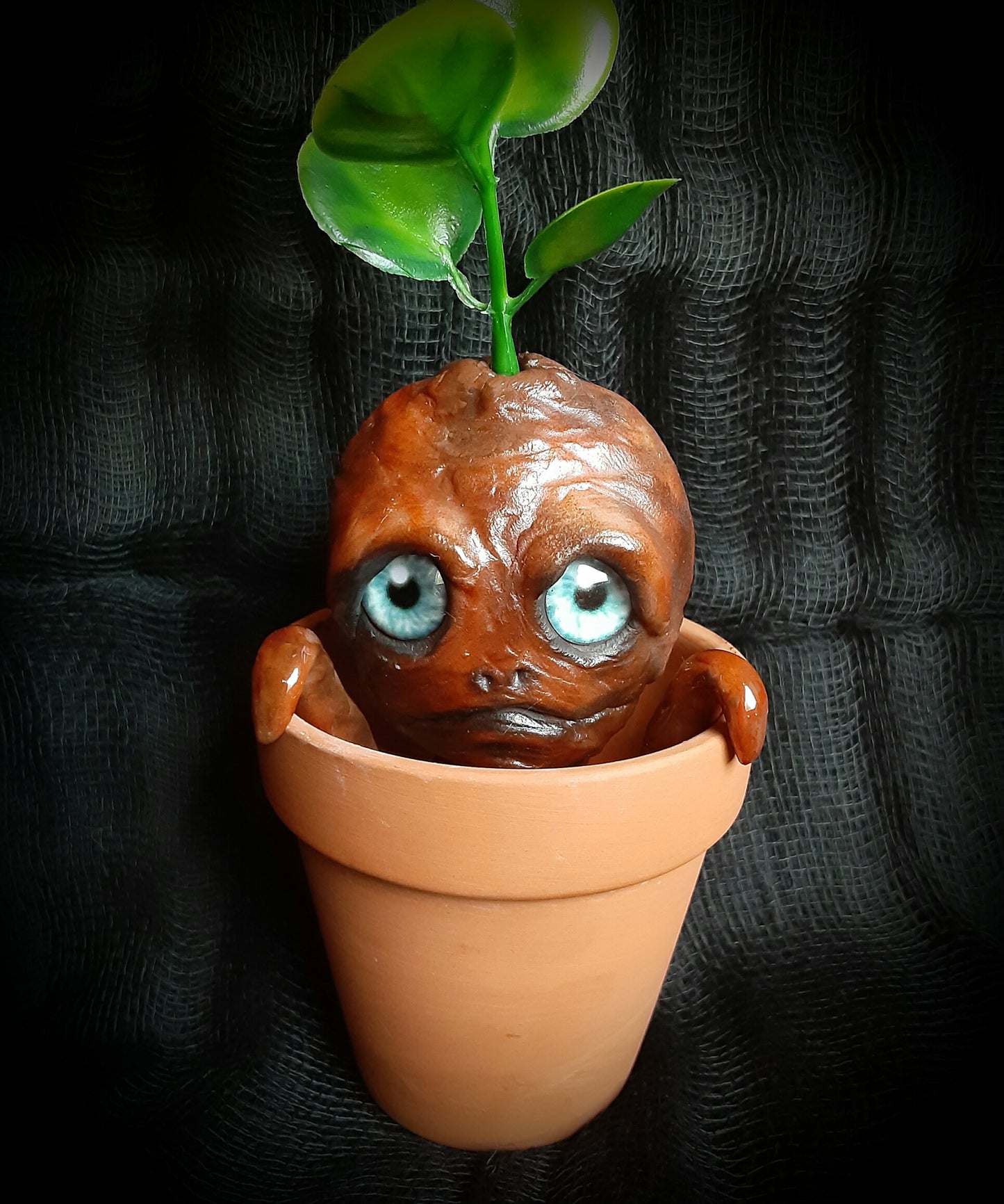 BABY MANDRAKE "TURF"