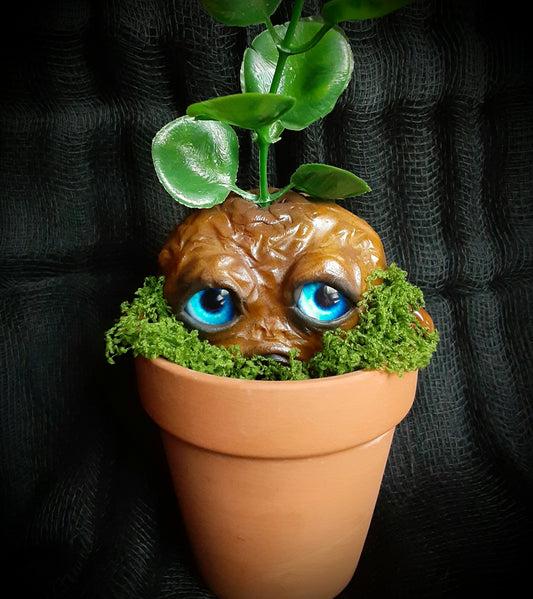BABY MANDRAKE "CLAY"