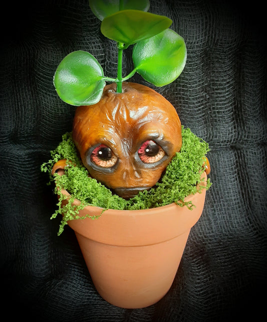 BABY MANDRAKE "SILT"