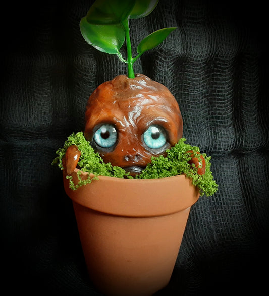 BABY MANDRAKE "TURF"